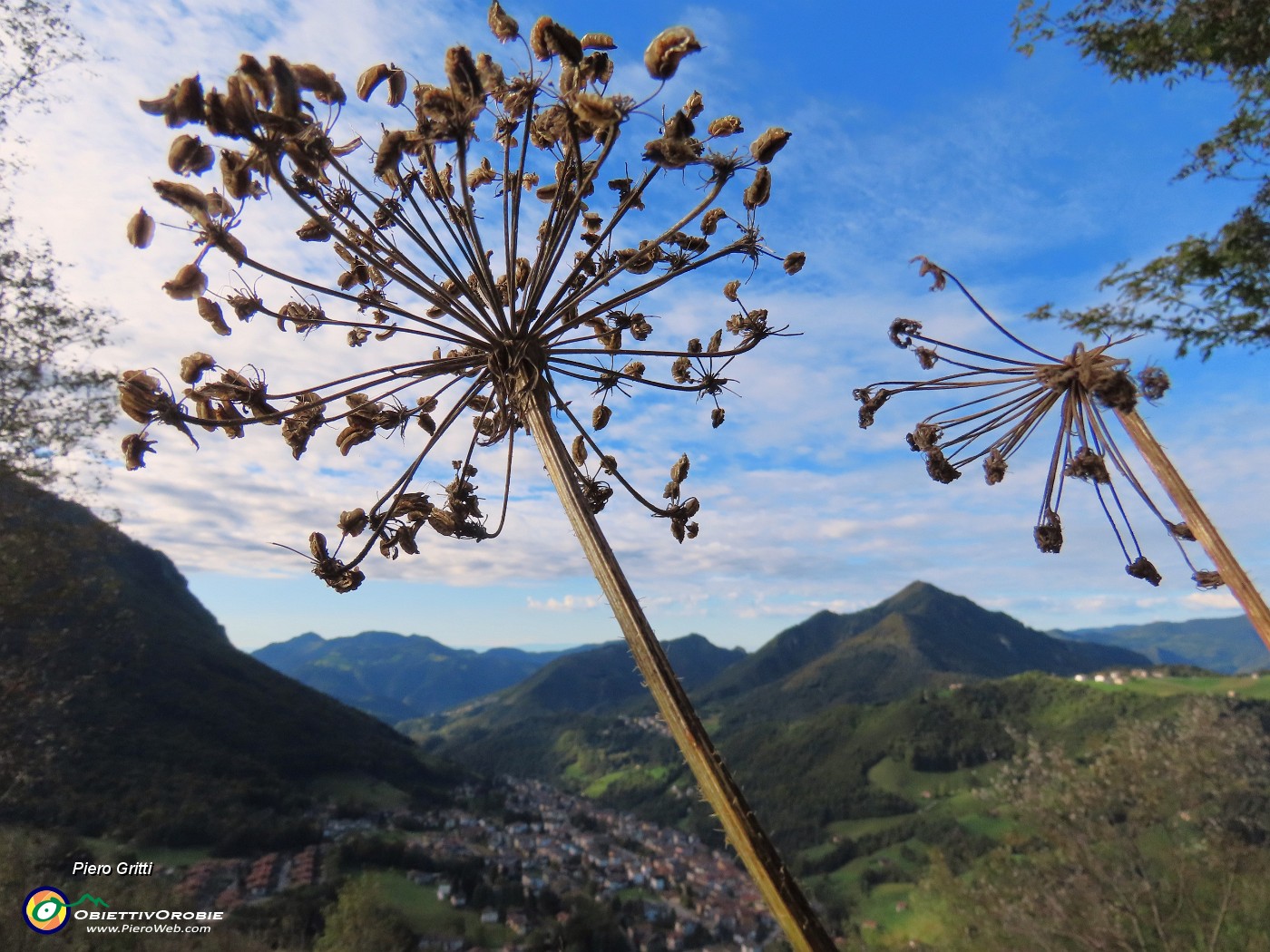 13 Heracleum sphondylium (Panace) con vista verso il Monte Gioco, Serina e Lepreno.JPG